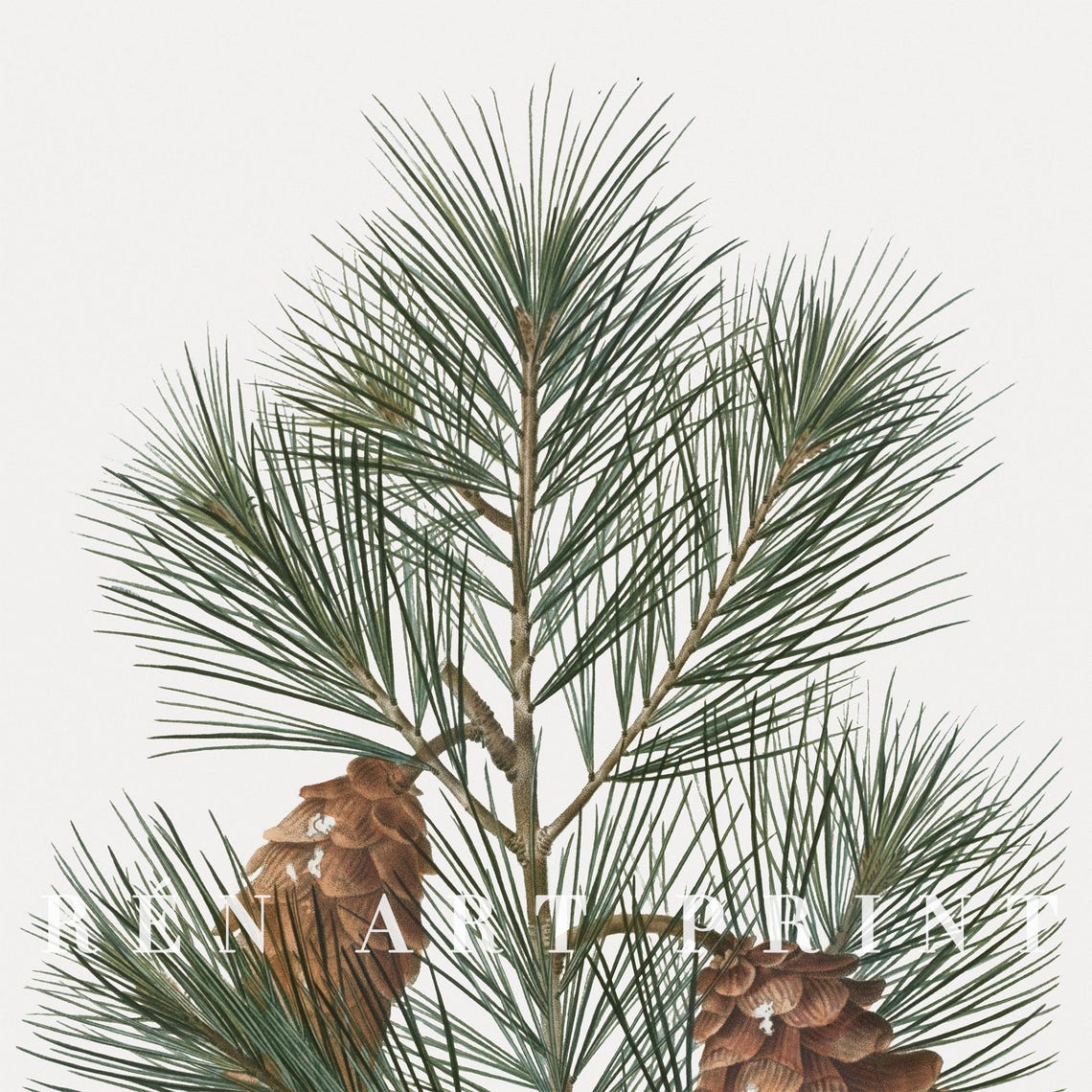 Evergreen Pine Branch with Pinecones Vintage Botanical Art Print - Image 3