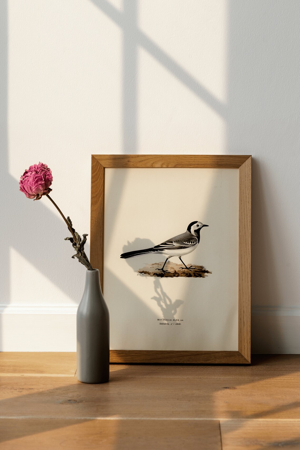 Pied Wagtail Male Bird Vintage Nature Art Print - Image 2