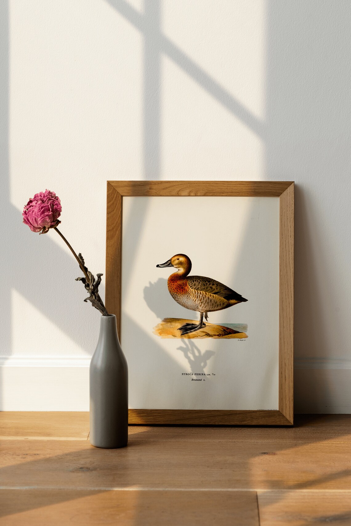 Pochard Female Duck Nyroca Ferina Vintage Illustration Art Print - Image 4