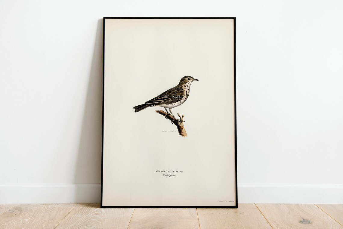 Tree Pipit Vintage Bird Illustration Natural History Museum Poster
