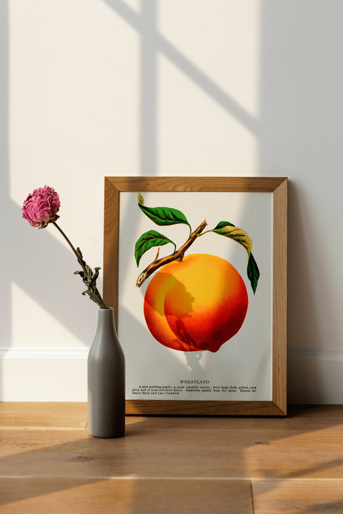 Vintage Peach Botanical Art Print, Classic Decor - Image 4