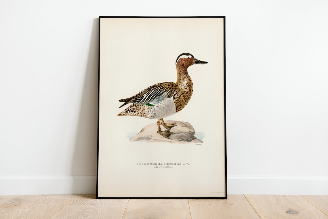 Garganey Male Duck Vintage Nature Art Print - Image 3