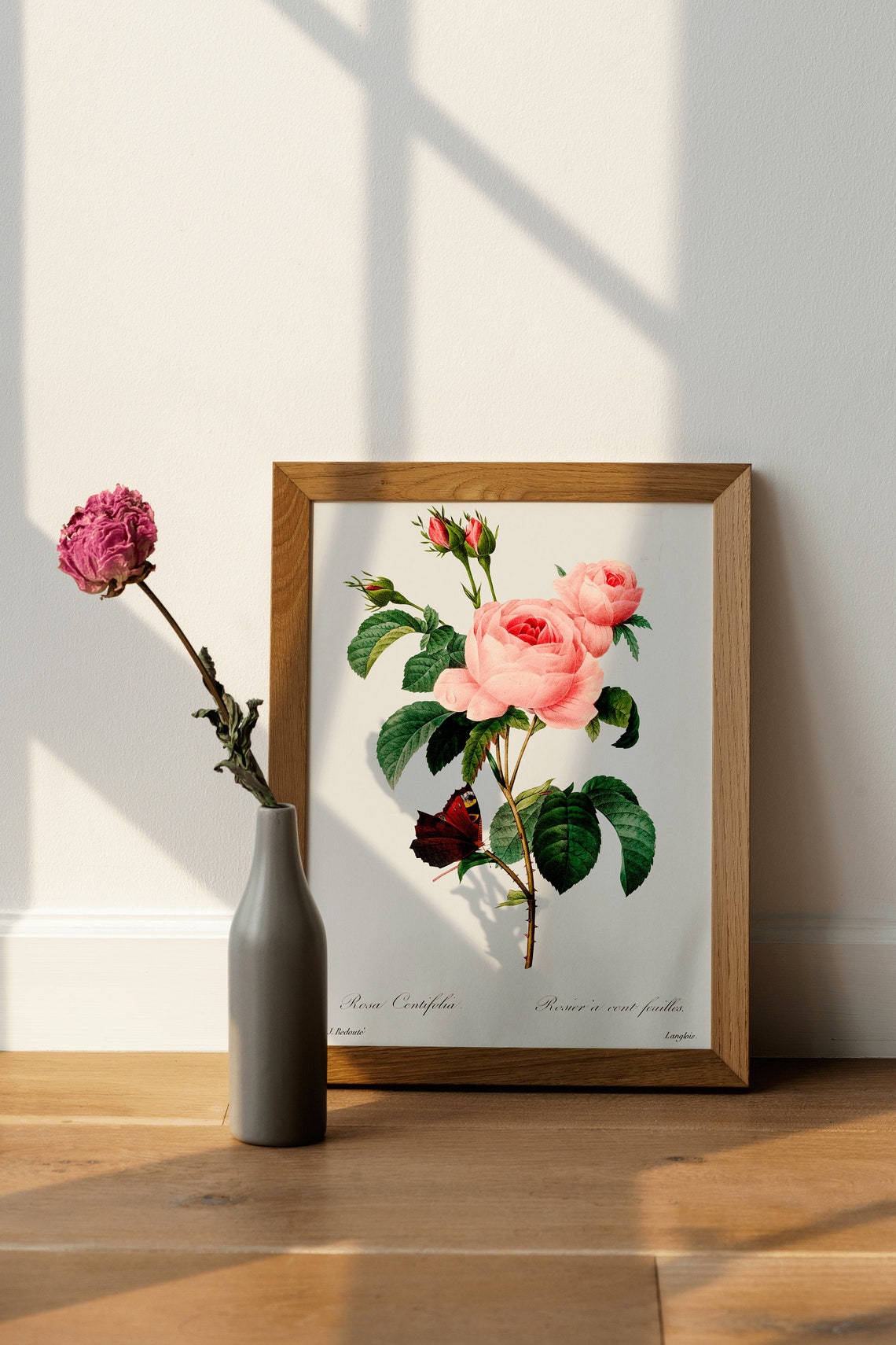 Pink Rosa Centifolia Rose by Redoute Vintage Botanical Poster - Image 4