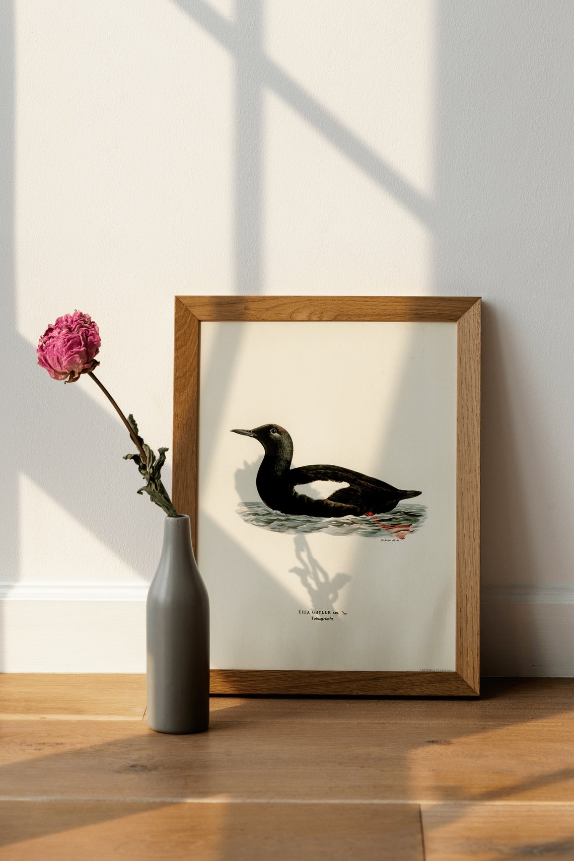 Black Guillemot Vintage Bird Illustration Archival Nature Art Print - Image 3