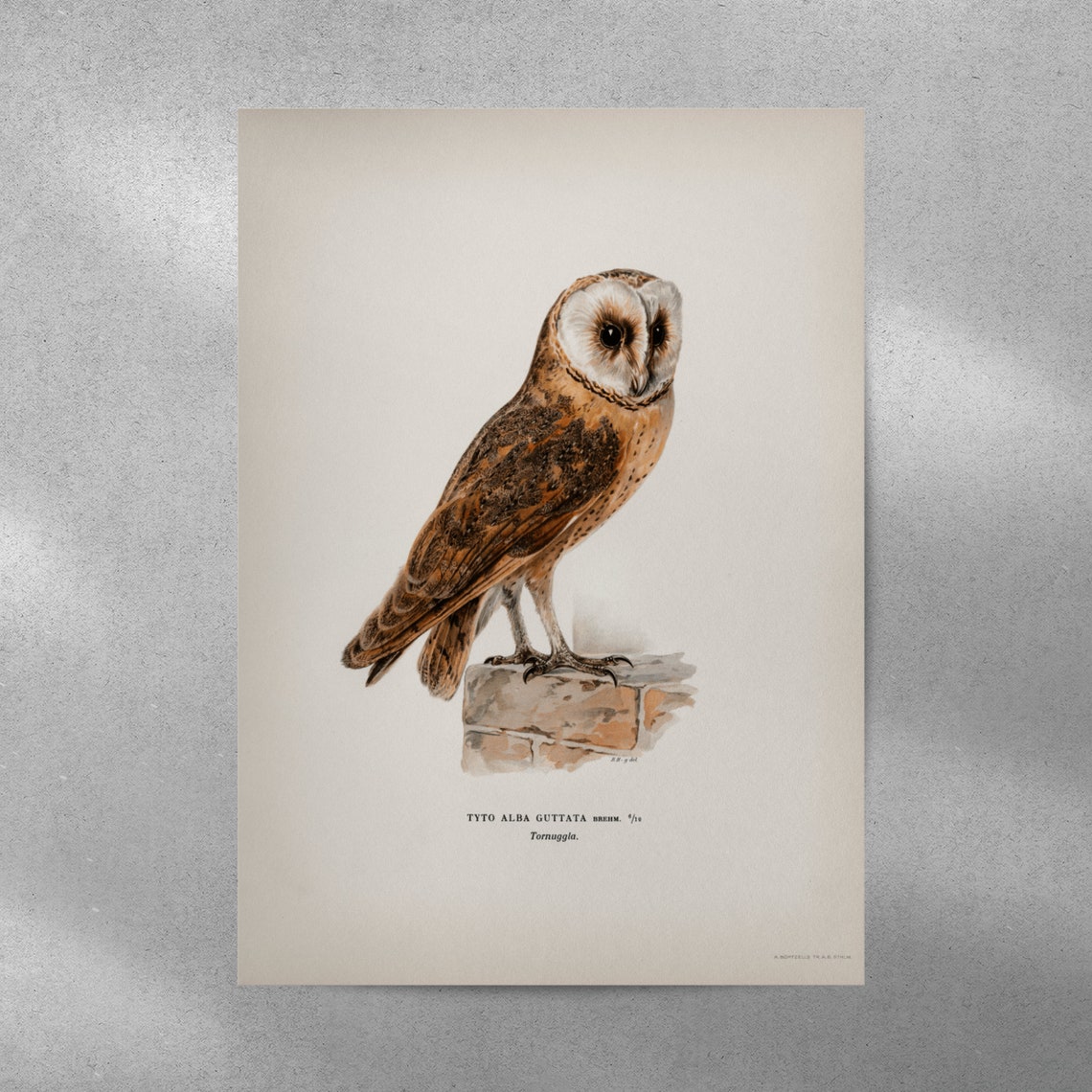 Barn Owl Perched Vintage Natural History Illustration Poster - Image 3