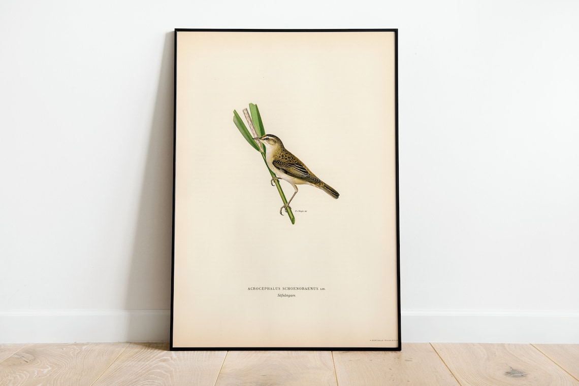 Sedge Warbler Vintage Nature Bird Art Print