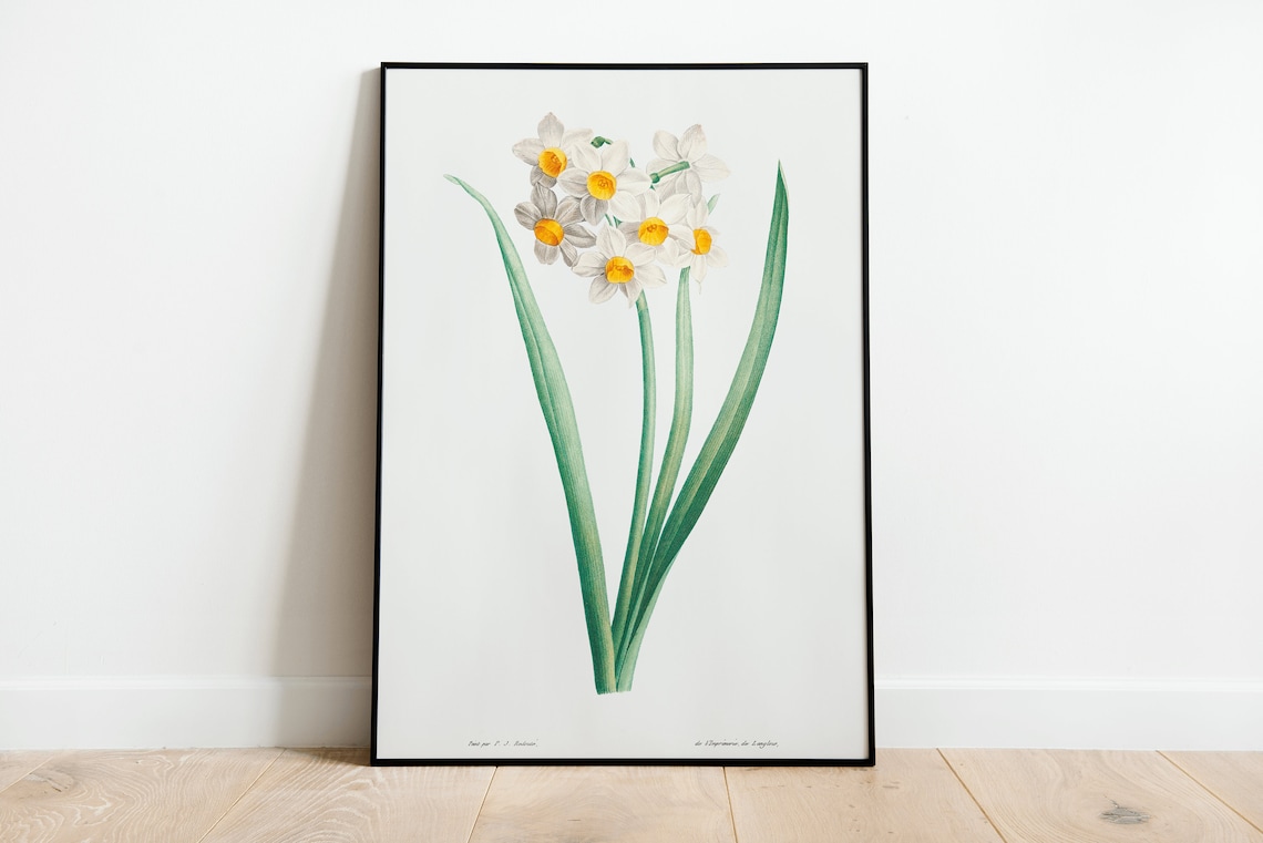 White Daffodil Narcissus Vintage Botanical Illustration Poster