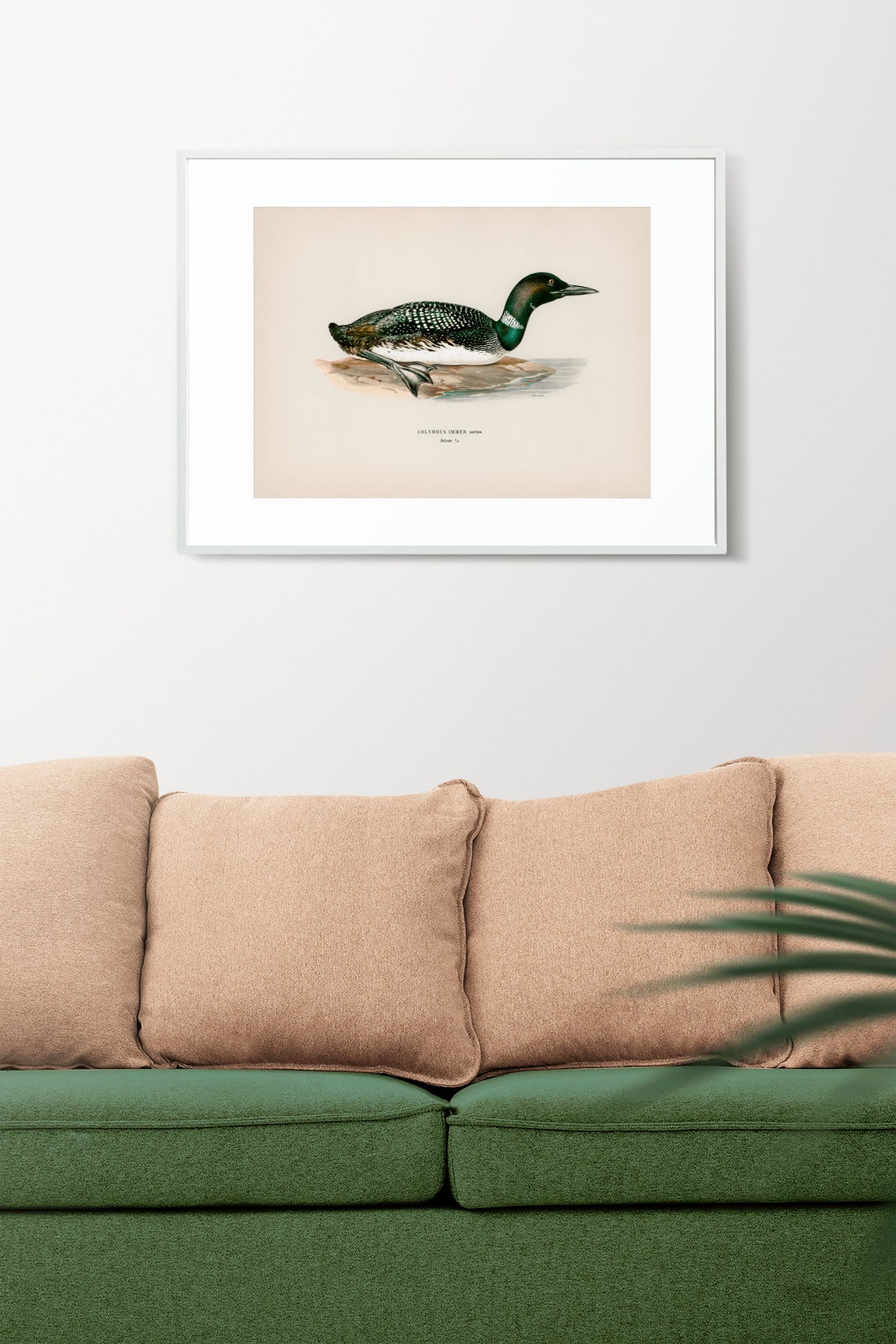Common Loon Water Bird Vintage Natural History Illustration Print - Image 2