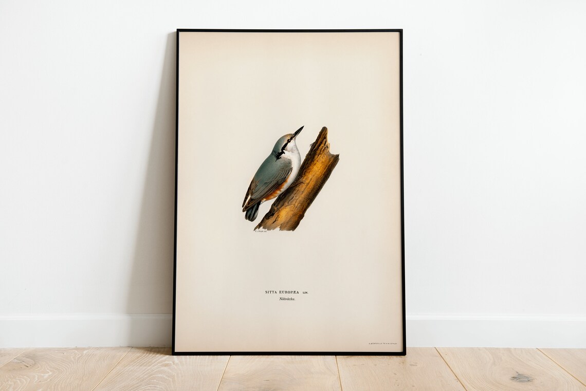 Eurasian Nuthatch Vintage Natural History Bird Illustration Poster