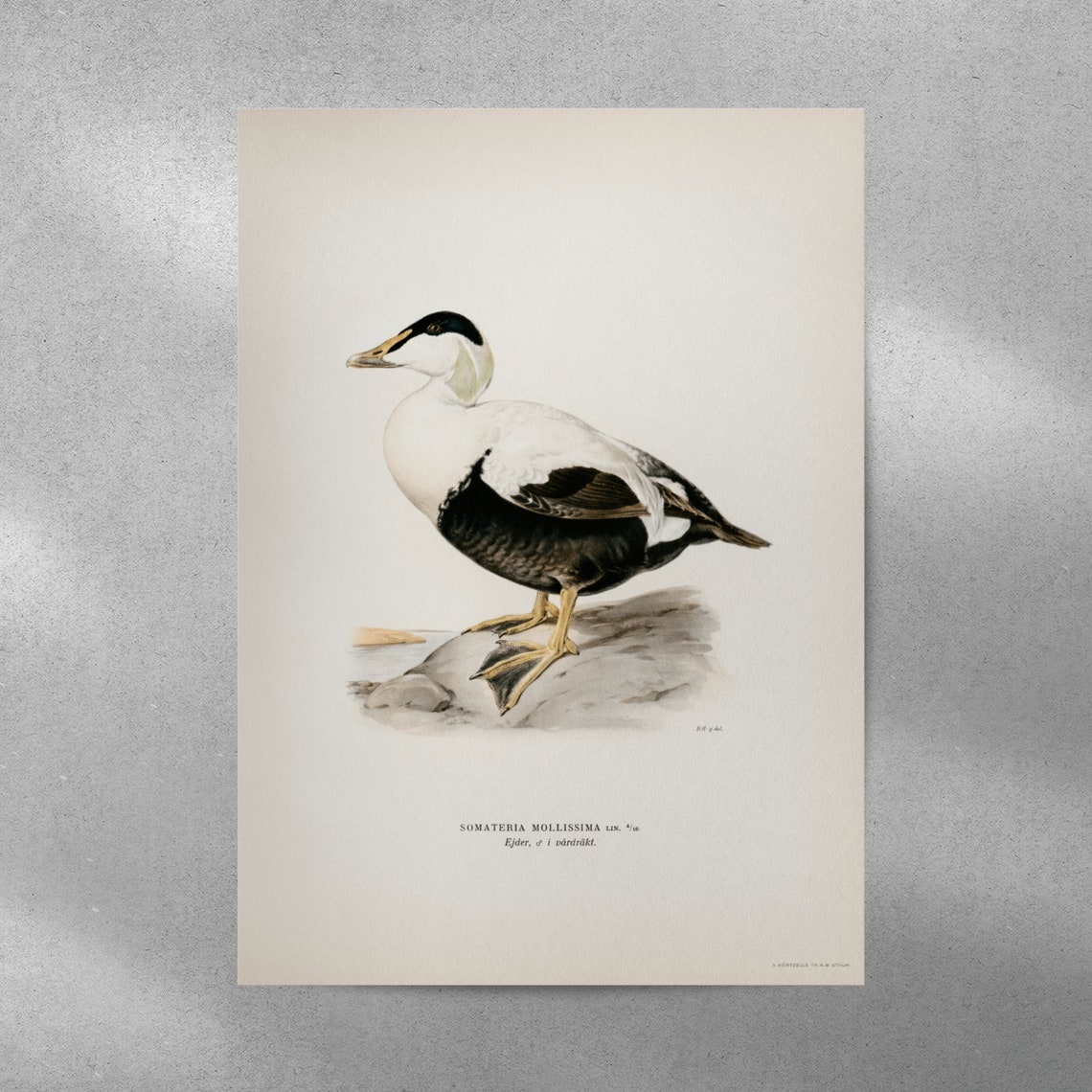 Classic Common Eider Duck Vintage Swedish Ornithology Poster - Image 4