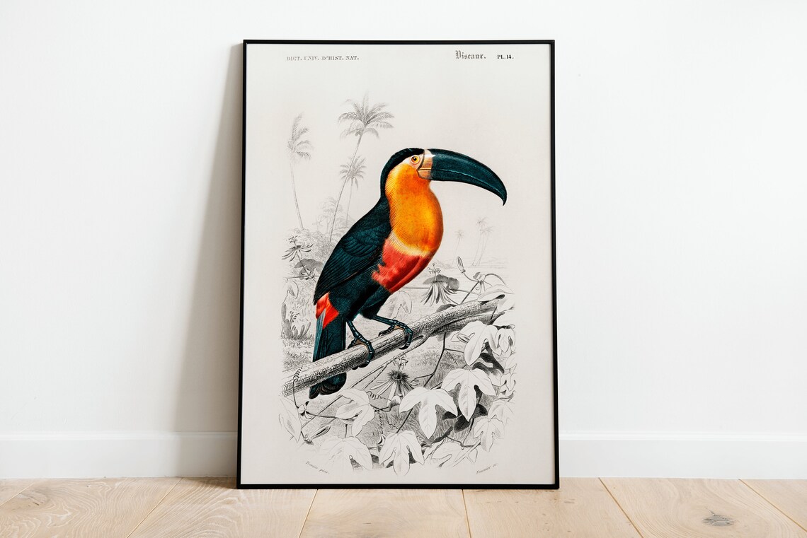 Vintage Toucan Bird Engraving Print Antique Natural History Artwork