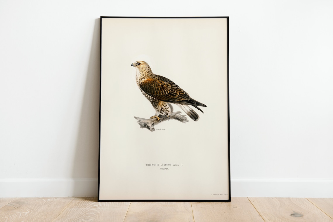 Rough Legged Buzzard Bird of Prey Vintage Illustration Art Print