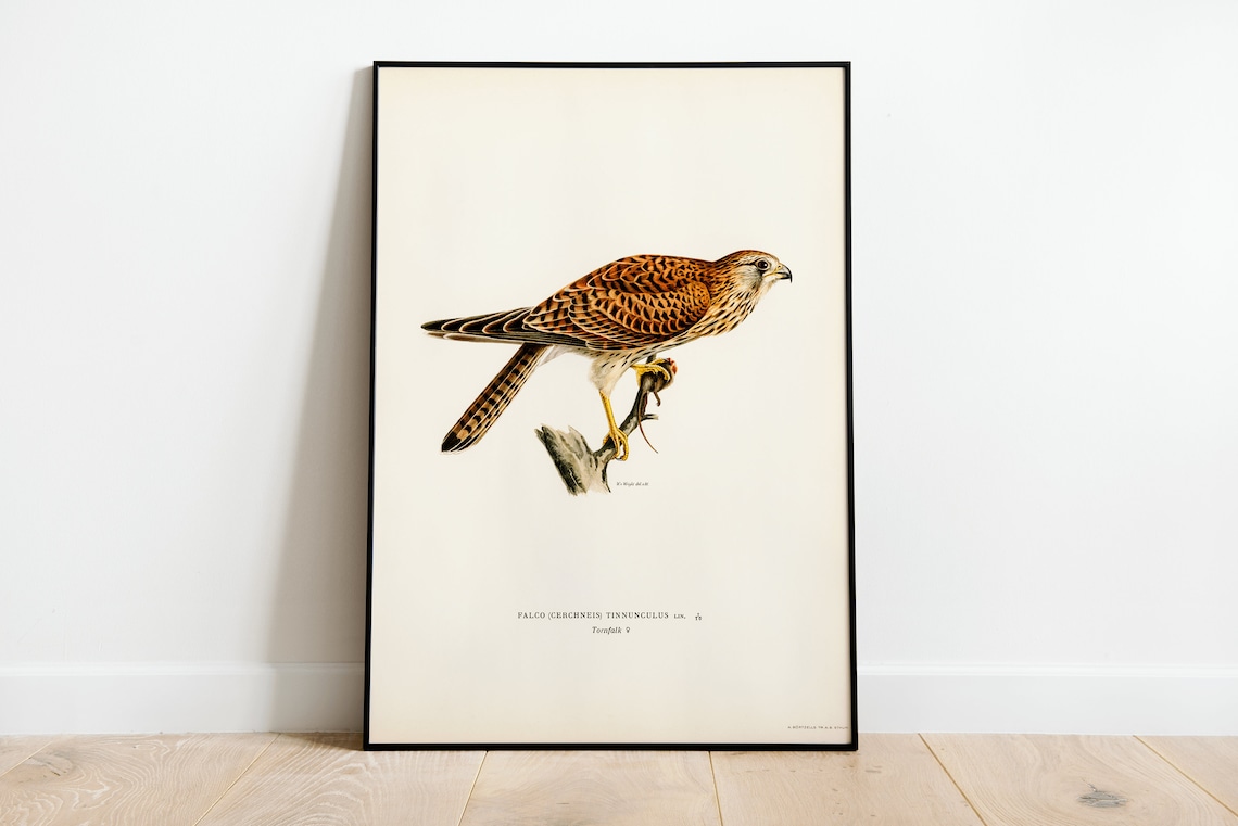 Common Kestrel Female Vintage Swedish Ornithology Bird of Prey Poster