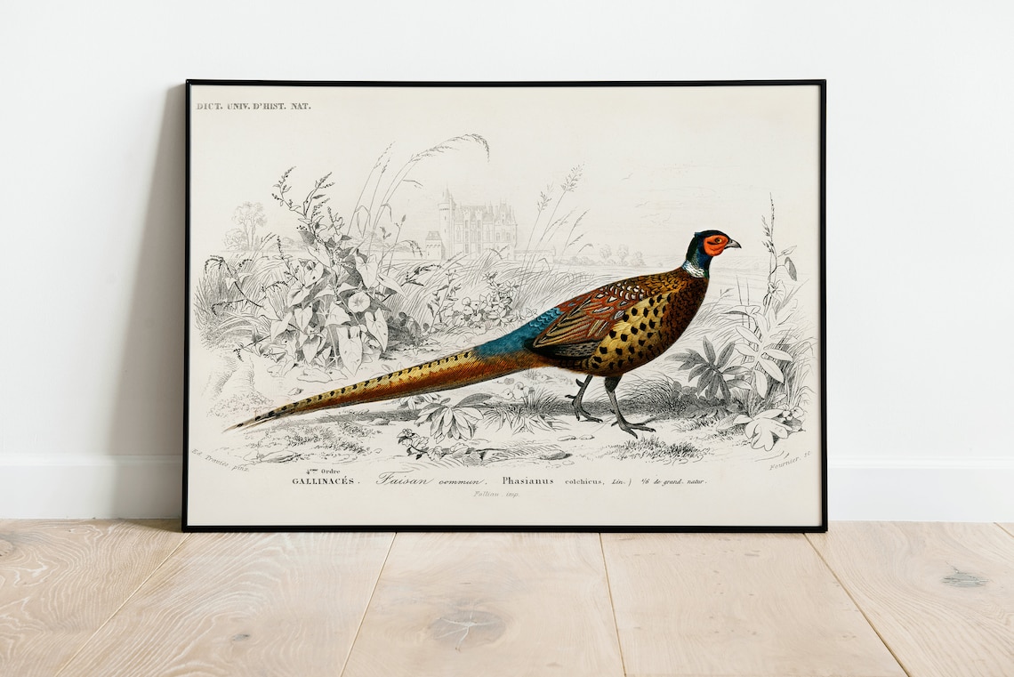 Vintage Pheasant Bird Art Print, Classic Home Decor