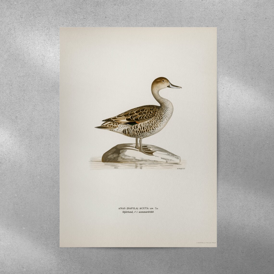 Pintail Duck Vintage Nature Bird Art Print - Image 5
