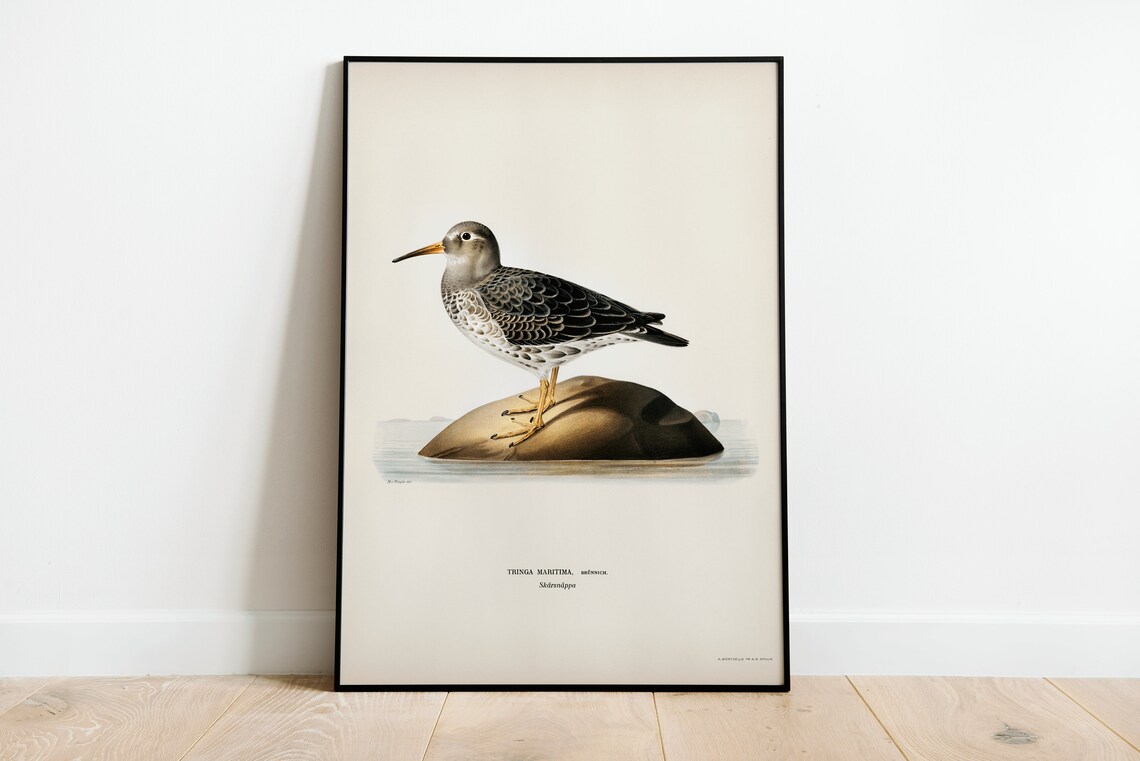 Purple Sandpiper Vintage Ornithological Bird Illustration Poster
