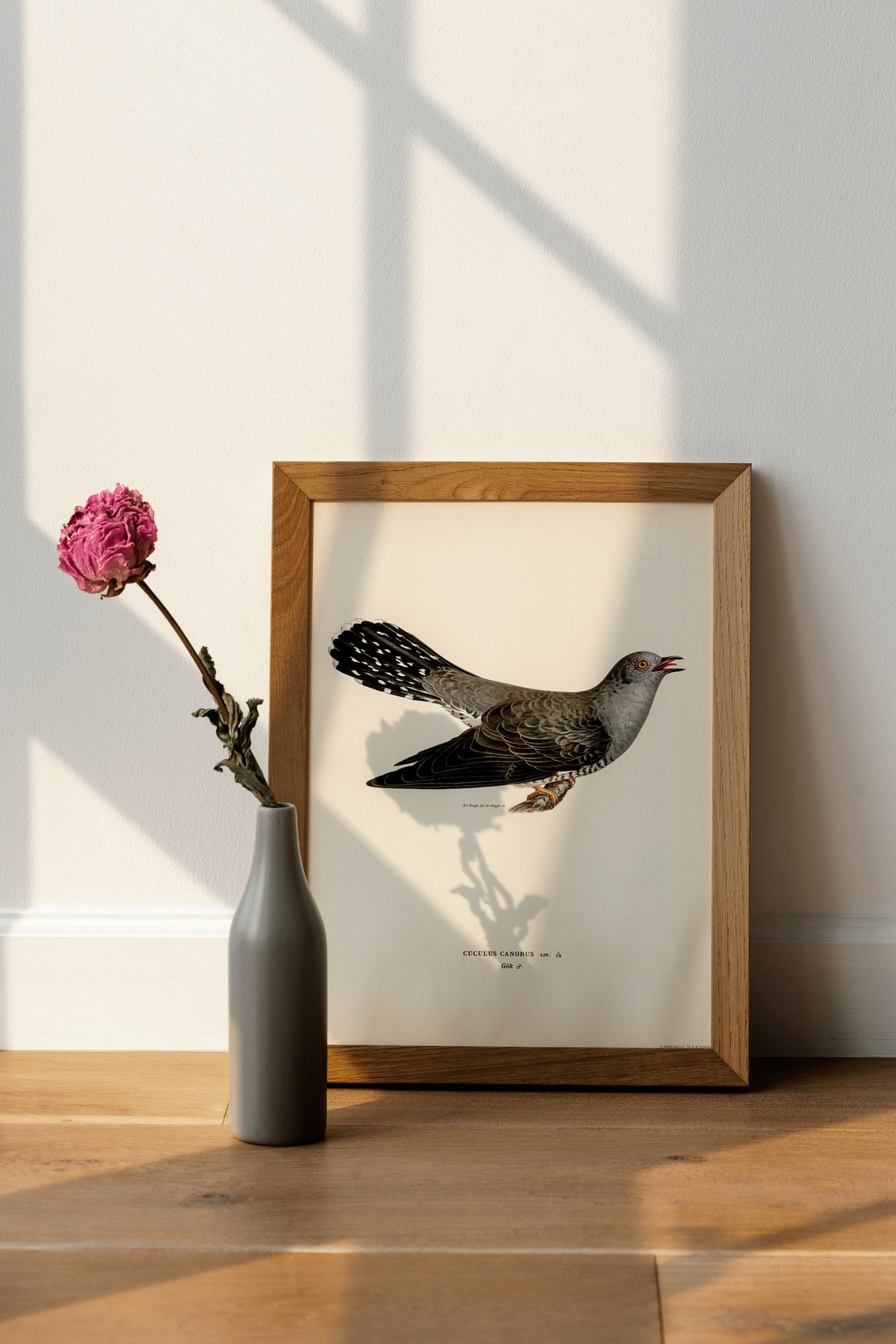 Common Cuckoo Vintage Ornithology Bird Illustration Art Print - Image 4