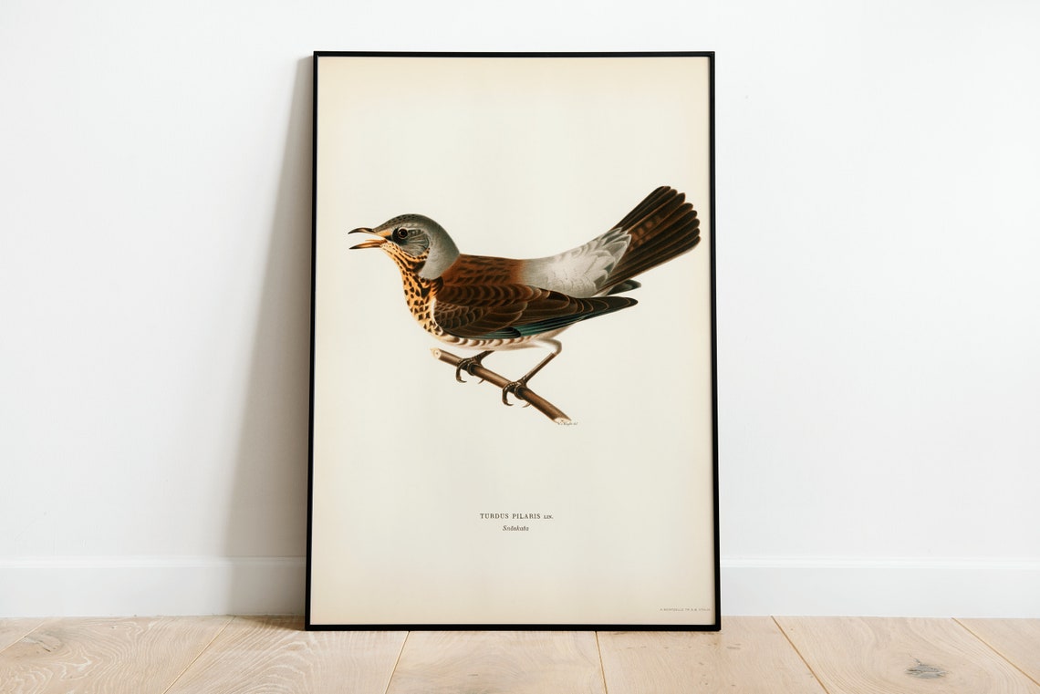 Fieldfare Bird Turdus Pilaris Vintage Bird Illustration Print