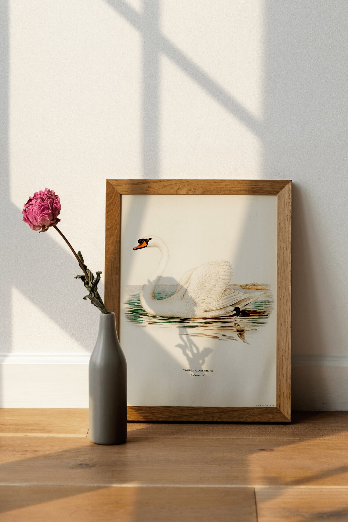 Mute Swan Male Bird Vintage Nature Art Print - Image 4