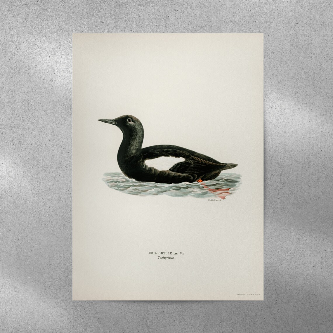 Black Guillemot Vintage Bird Illustration Archival Nature Art Print - Image 4