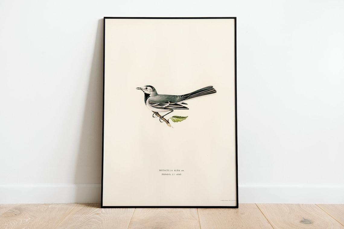Pied Wagtail Motacilla Alba Vintage Bird Illustration Poster