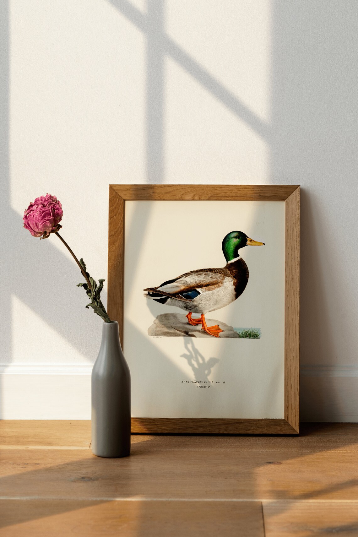 Mallard Duck Vintage Nature Art Print Poster - Image 4