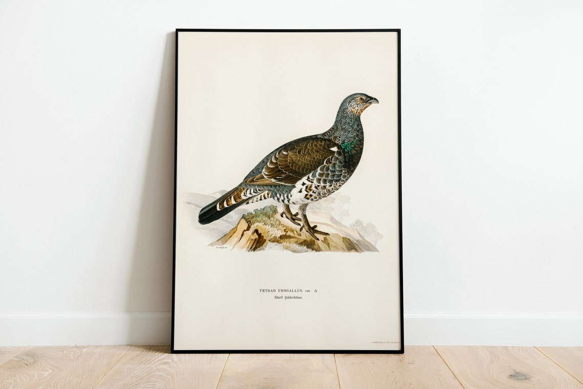 Western Capercaillie Hen Tetrao Urogallus Game Bird Art Print