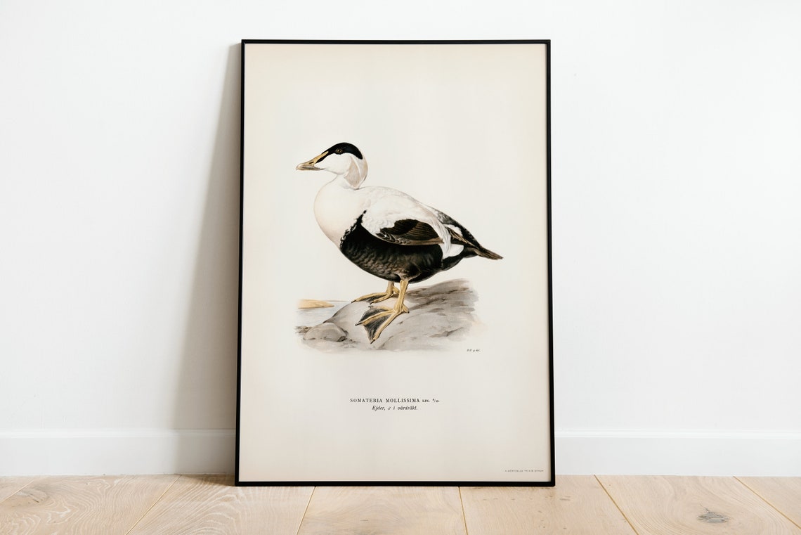 Classic Common Eider Duck Vintage Swedish Ornithology Poster