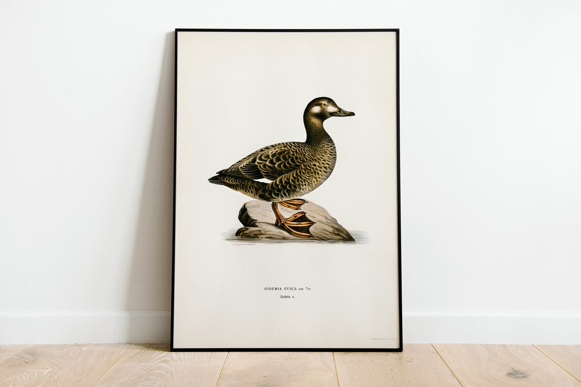 Velvet Scoter Female Duck Vintage Swedish Ornithology Bird Poster