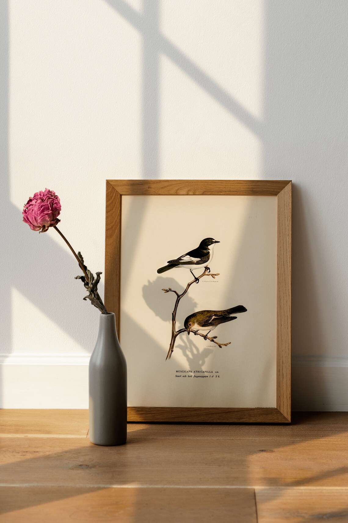 Pied Flycatcher Pair Vintage Bird Illustration Naturalist Print - Image 4
