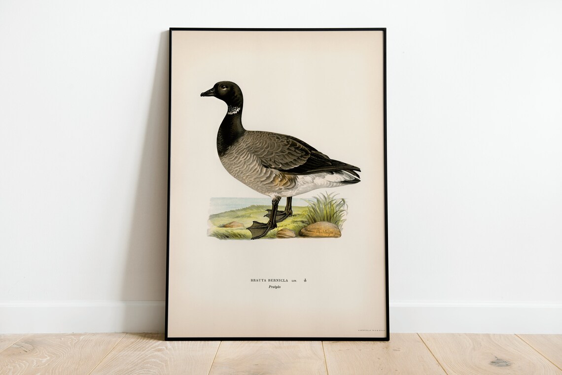 Brent Goose Bird Art Print, Vintage Nature Decor