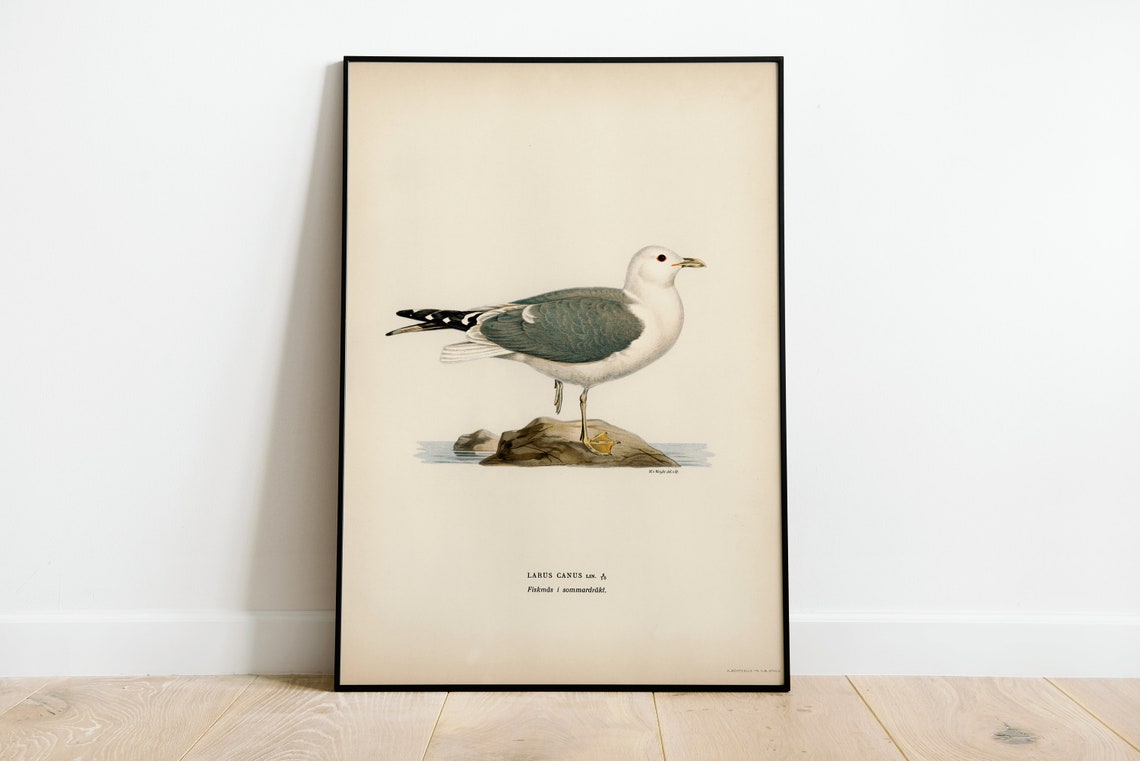 Common Gull Larus Canus Vintage Seabird Illustration Art Print