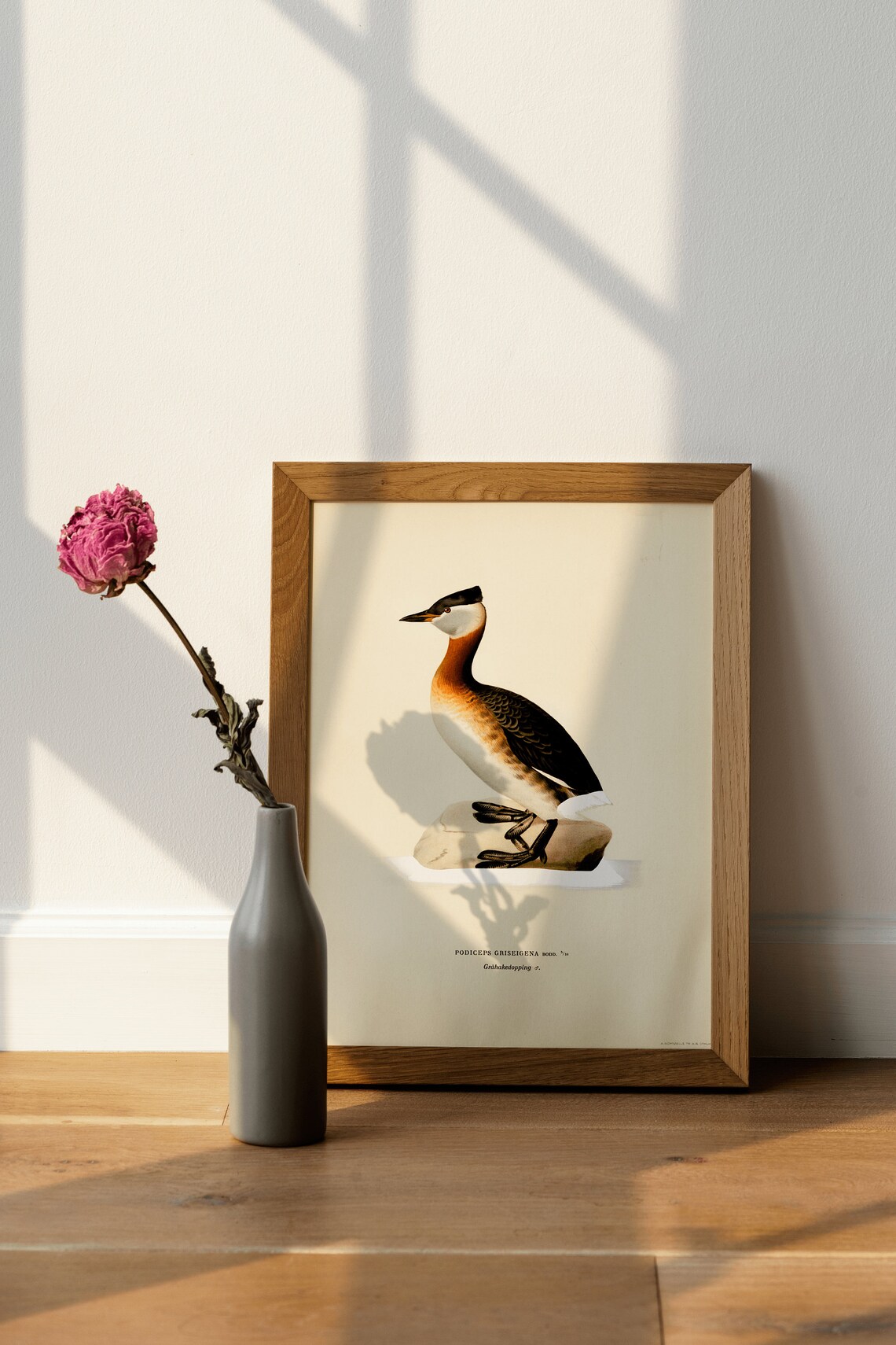 Red Necked Grebe Male Vintage Bird Illustration Natural History Poster - Image 4