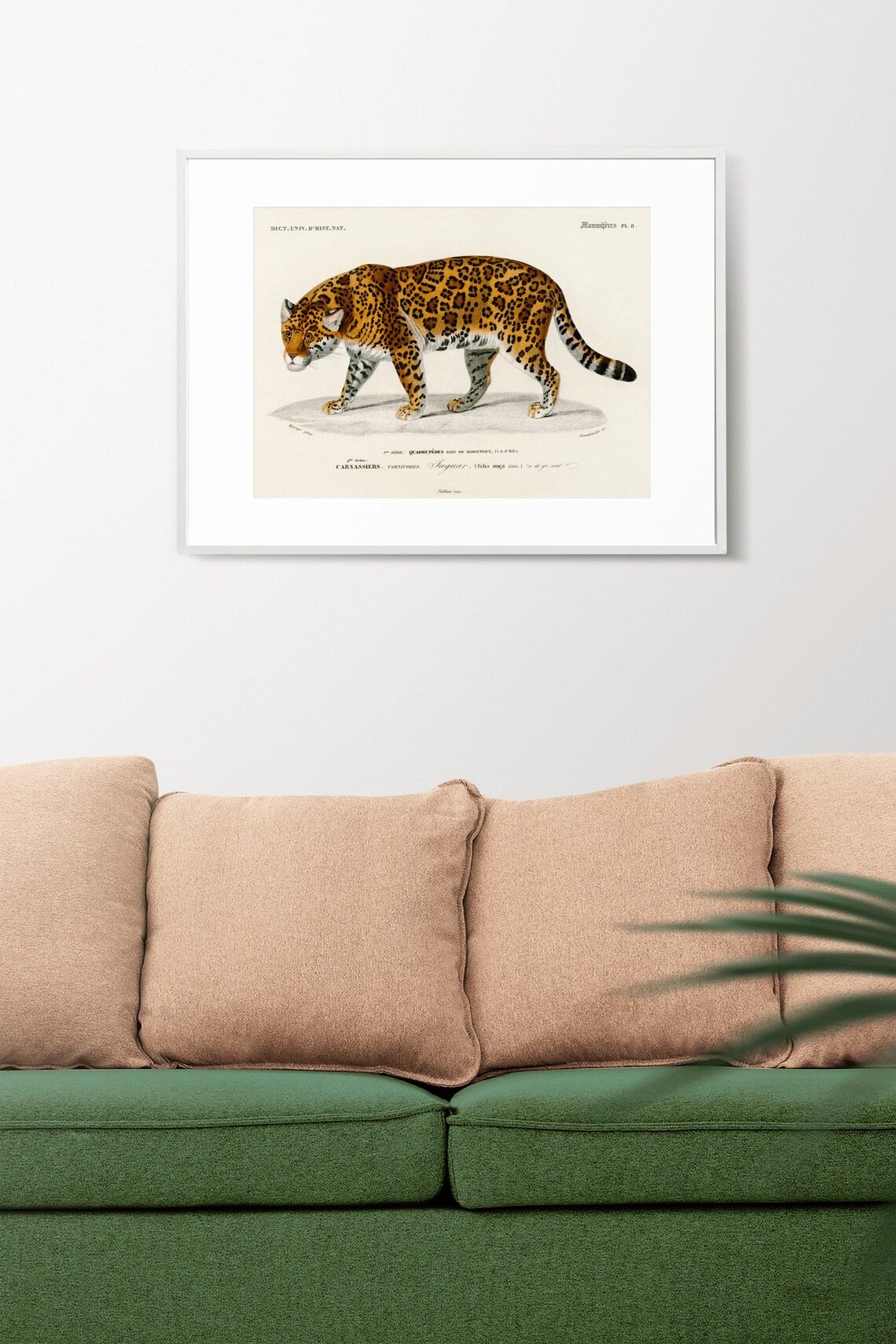 Vintage Jaguar Felis Onca Natural History Illustration Art Poster - Image 2
