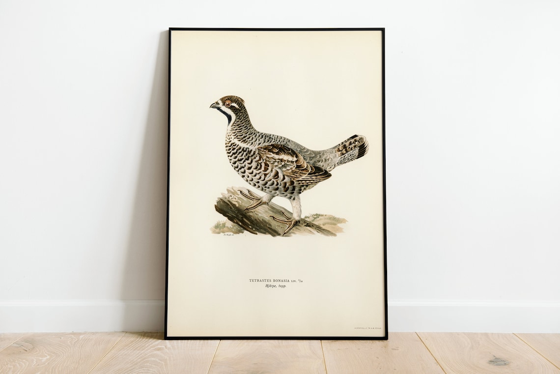 Hazel Grouse Vintage Ornithological Bird Illustration Poster
