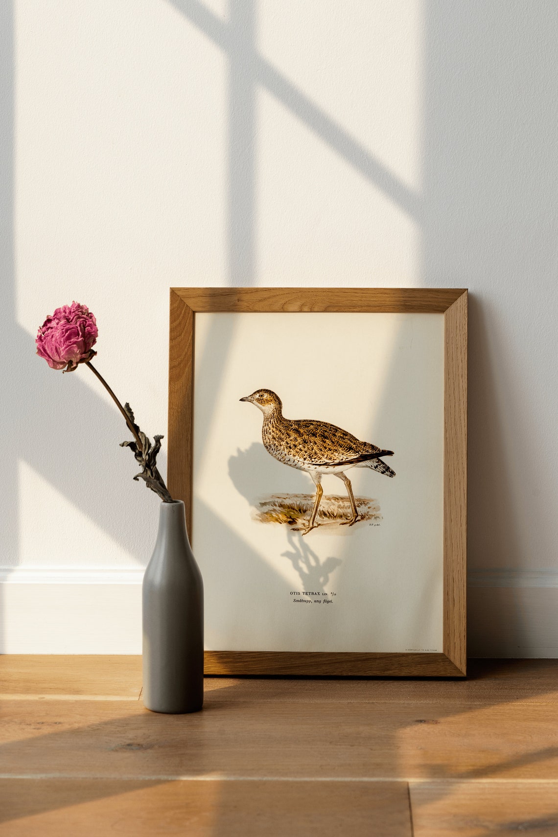Little Bustard Otis Tetrax Vintage Bird Illustration Art Print - Image 4