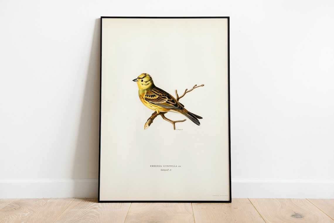 Yellowhammer Male Bird Vintage Nature Art Print