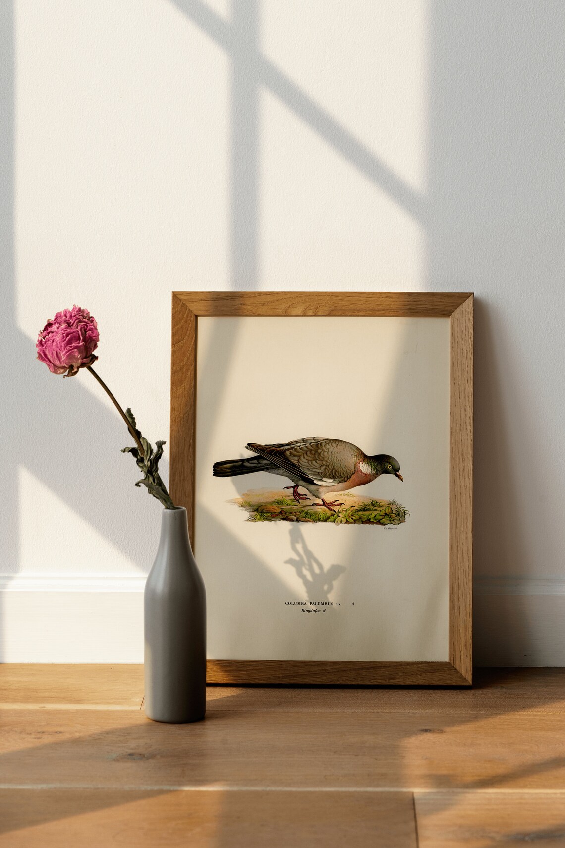 Wood Pigeon Male Bird Vintage Nature Art Print - Image 4