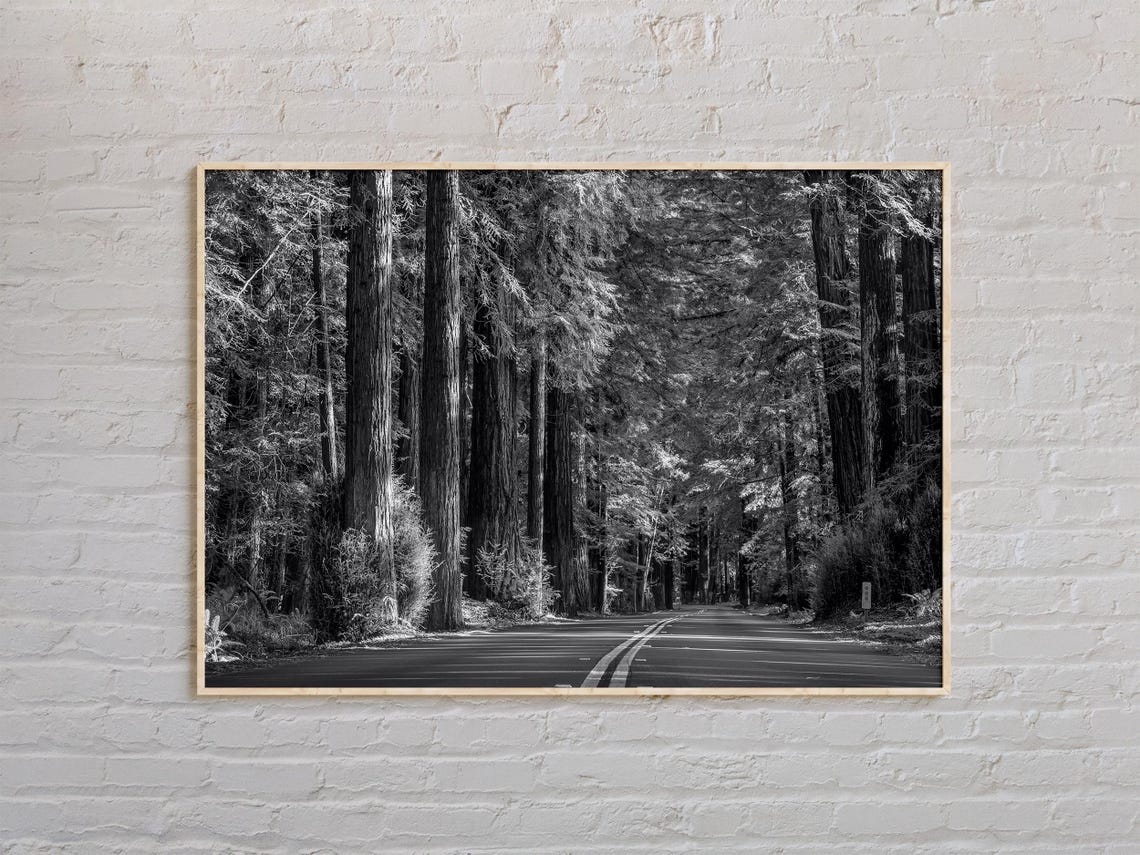Redwoods Road Through Giant Forest Trees Black and White Poster