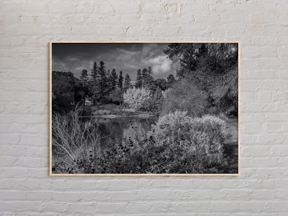 Davis Pond and Towering Trees Under Clouds Black and White Poster
