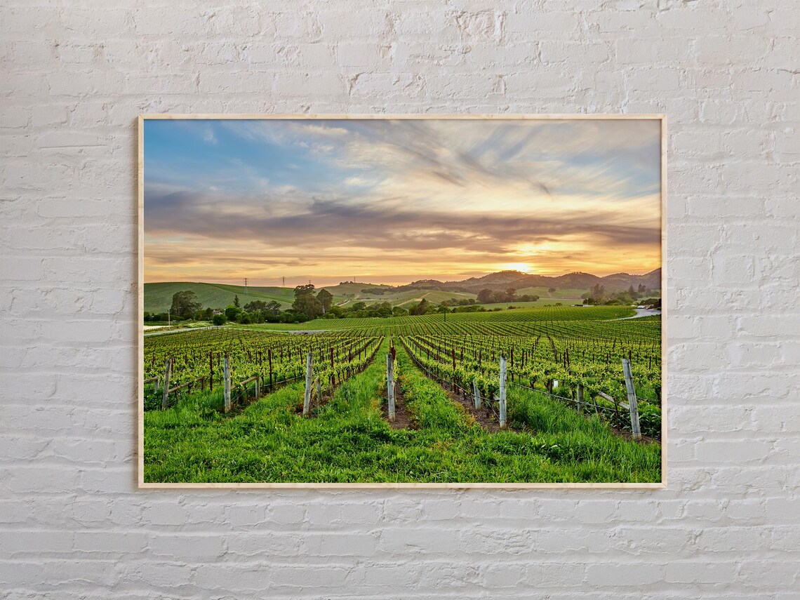 Napa Valley Vineyard Rows Golden Sunset Color Wine Country Poster