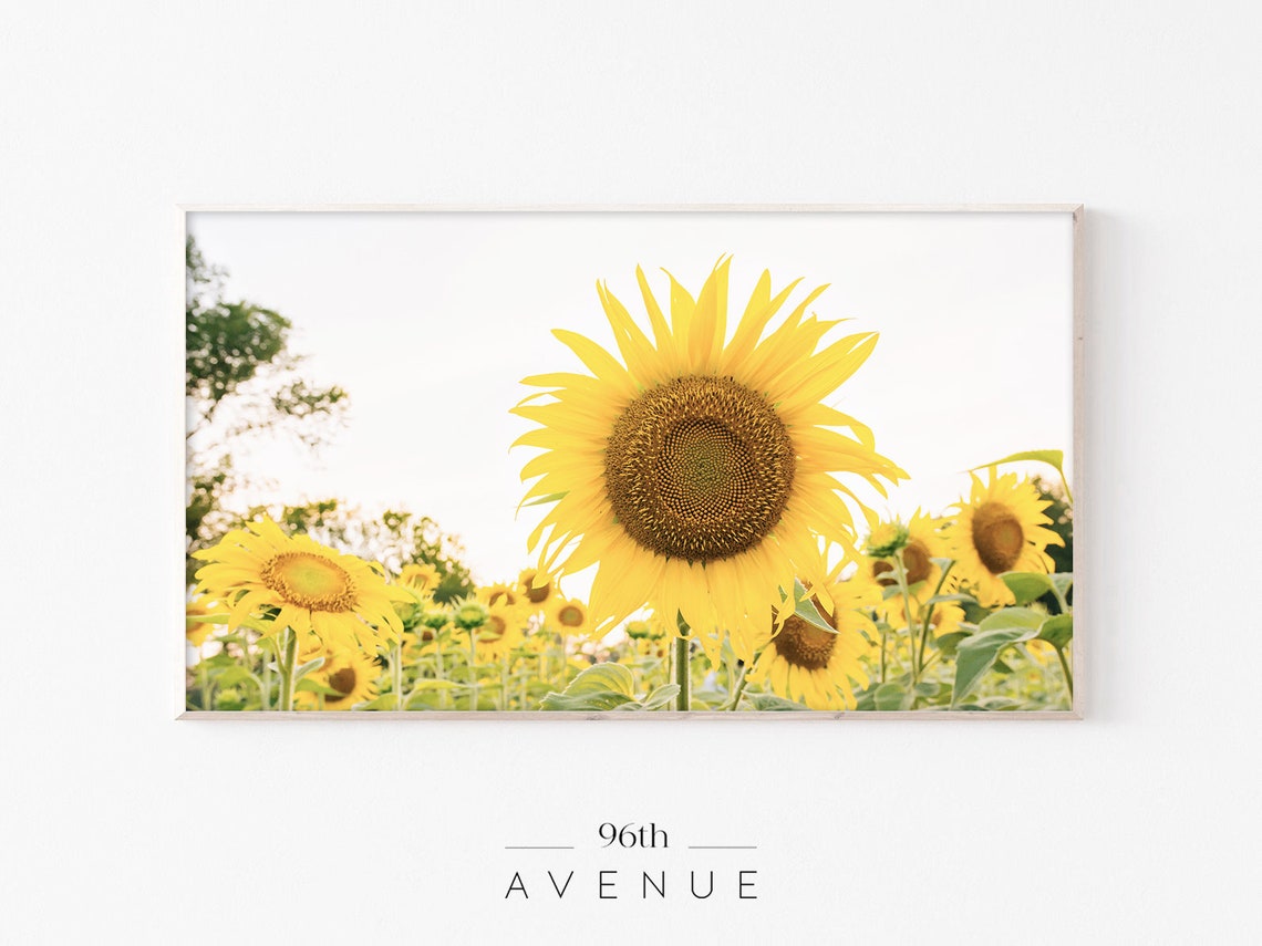 Sunflower Farmhouse Art Print