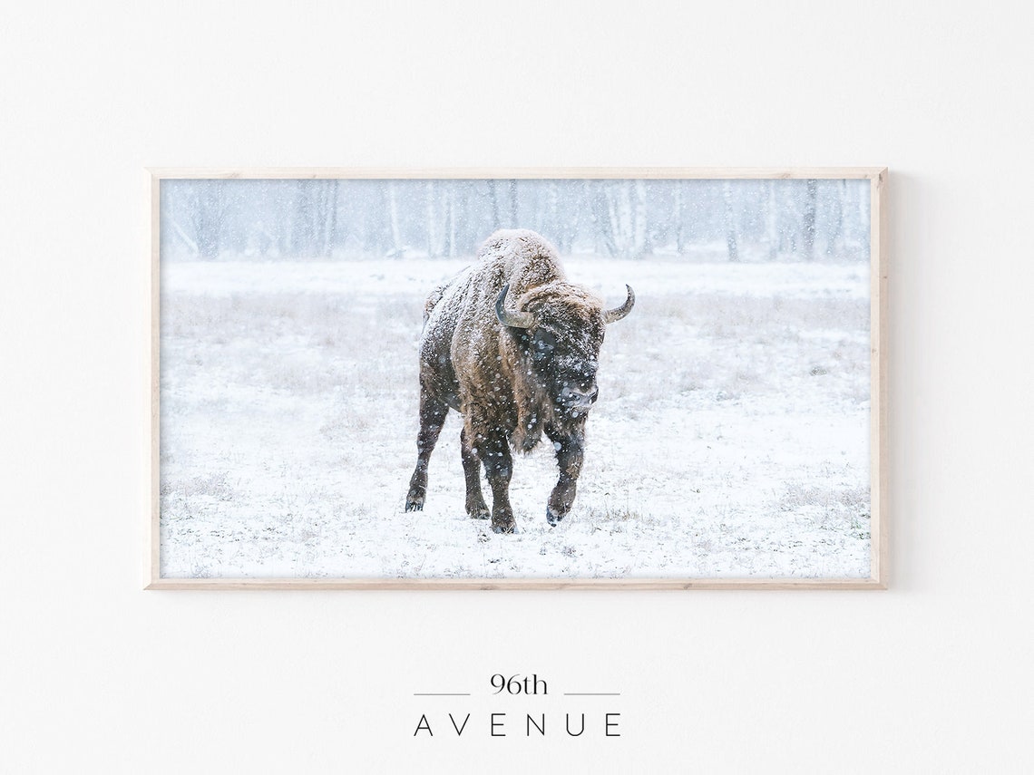 Bison Walking in Snow Winter Wildlife Farmhouse Decor Poster