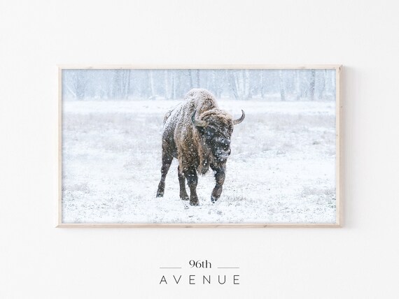 Bison Walking in Snow Winter Wildlife Farmhouse Decor Poster
