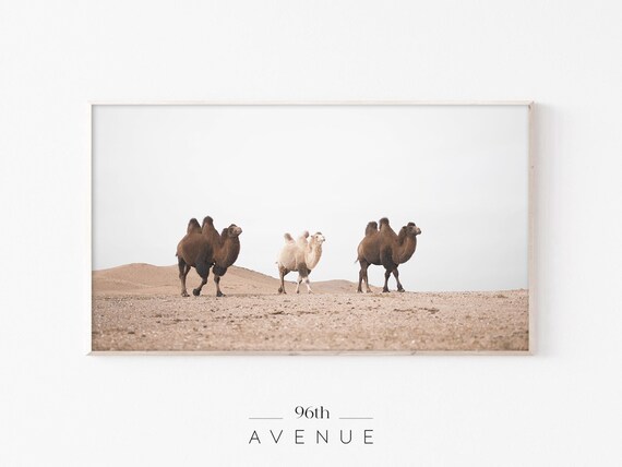 Desert Camels Art for TV