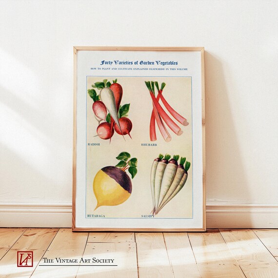 Vintage Vegetable Poster Retro Rhubarb Print Kitchen Wall Art Home Decor Cottagecore Artwork Gift For Food Lover