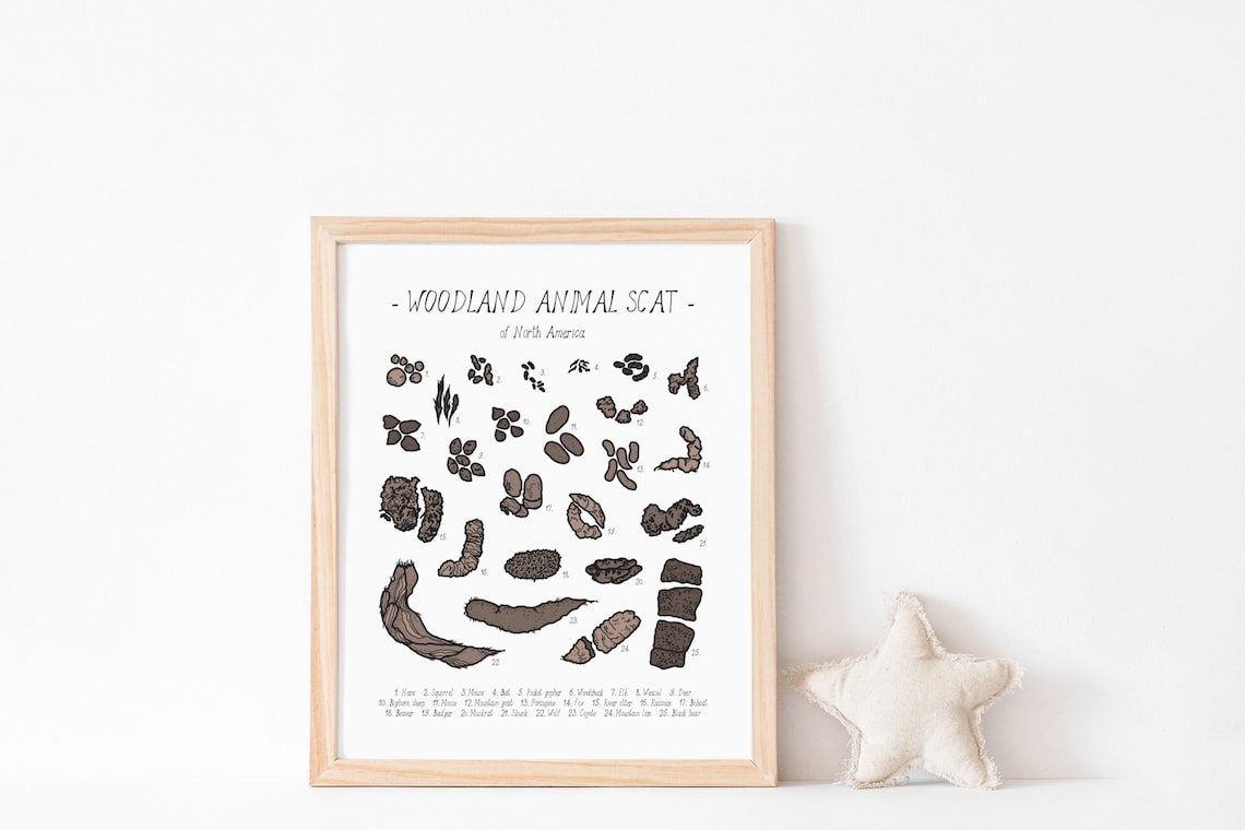 Animal Scat Print, Woodland Field Guide Poster - Image 2