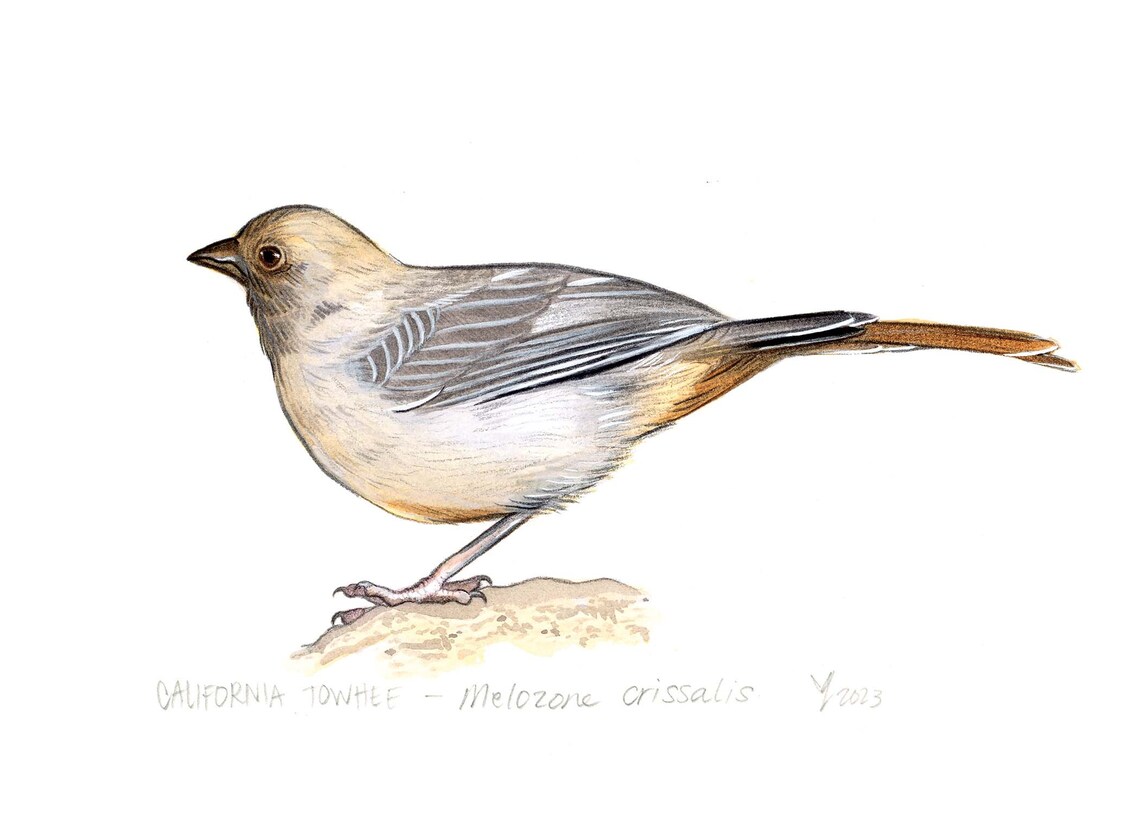 California Towhee Art Print, Backyard Bird Decor - Image 2