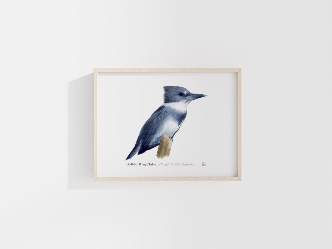 Belted Kingfisher Watercolor Perched on Wood Bird Art Poster - Image 2