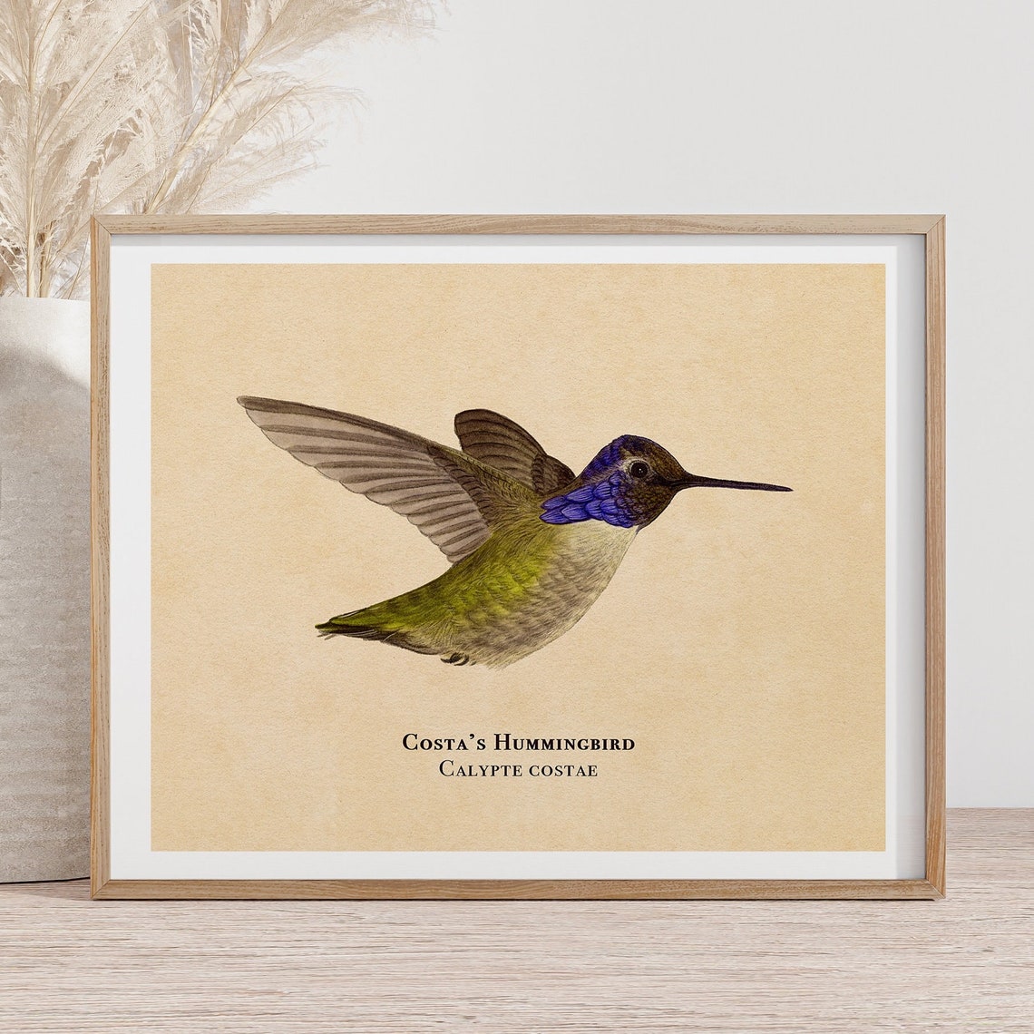 Costa's Hummingbird in Flight Vintage Style Bird Artwork Poster